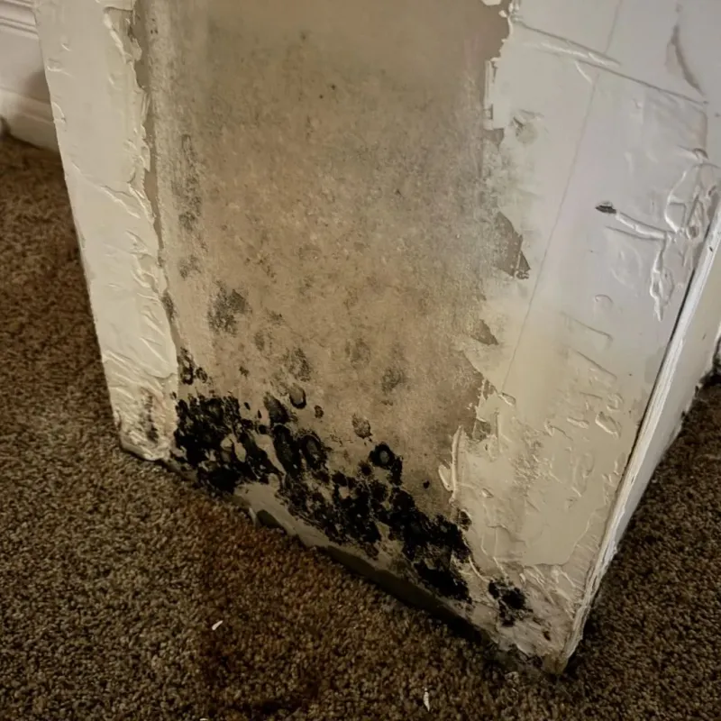 Professional Mold Removal in Allegany County, MD